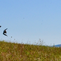 Caccia alla preda