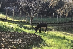 Pinocchio a spasso per il borgo di Lierna 5