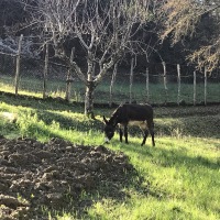 Pinocchio a spasso per il borgo di Lierna 5